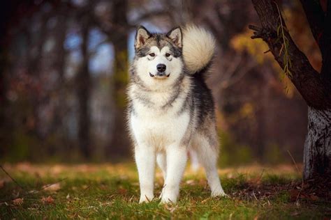 How Long Does an Alaskan Malamute Live? Average Lifespan, Data & Care ...