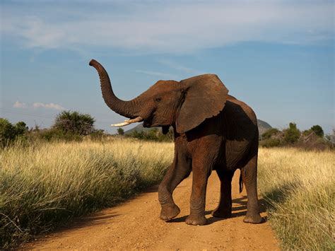 Grasslands Map, Natural Habitat Maps - National Geographic