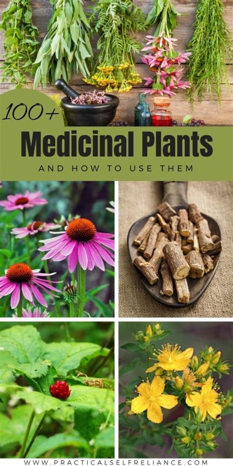 100+ Medicinal Plants and Their Uses