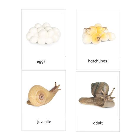 Snail Life Cycle 3-Part Cards & Worksheets (PDF) - IFIT Montessori ...