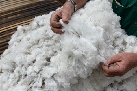 Wool, lamb markets to remain strong in 2019 | The Land | NSW