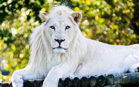 White Lion HD Wallpapers - Wallpaper Cave