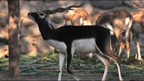 Blackbuck count at Abohar sanctuary in Punjab going down, reveals ...