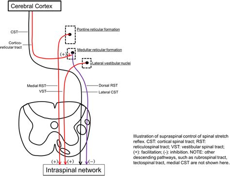 | Illustration of supraspinal control of spinal stretch reflex. CST ...