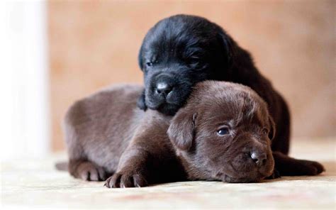 Black and Brown Labrador Retriever Puppies Papel de Parede HD | Plano ...