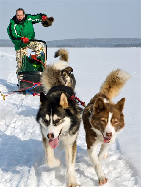 Alaskan Husky Dogs - The Loyal, Loving, Sled Dog Pet!