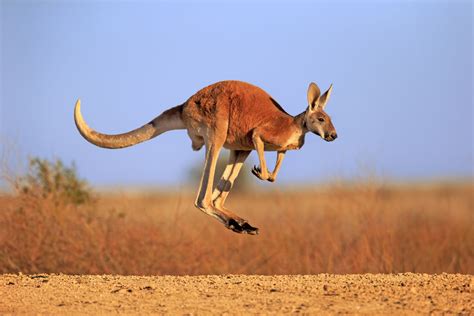 20 Facts About Kangaroo - Facts.net