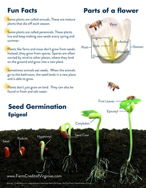 Stages Of A Plant Life Cycle