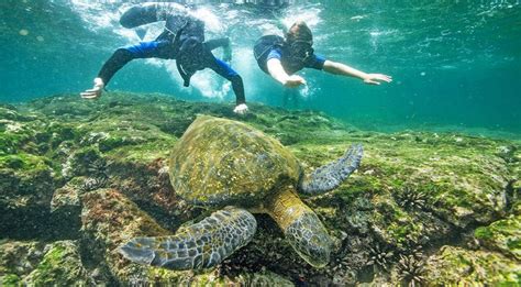 Galapagos Island Snorkeling - Snorkeling in the Galapagos Islands