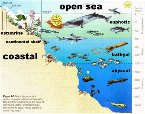 ACDS Earth Science: Ocean Cross Section Project