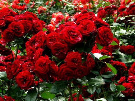 roses, Many, Red, Shrubs, Flowers Wallpapers HD / Desktop and Mobile ...