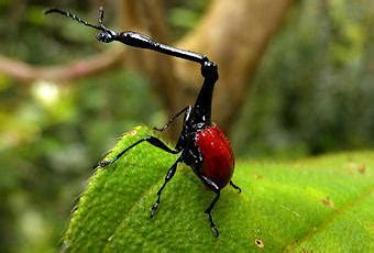 The Remarkable Giraffe Weevil Of Madagascar - Paperblog