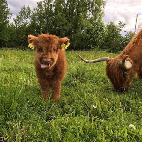 21 Highland Cattle Calf Photos to Bring a Smile to Your Day