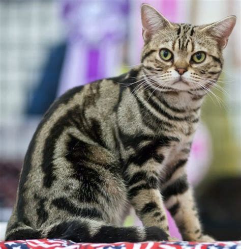 Tabby Cats: Facts, Details, and Breed Guide | Litter-Robot