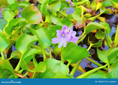 Water hyacinth on a pond stock photo. Image of water - 199607770