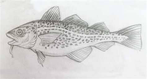 Cod Fish Sketch at PaintingValley.com | Explore collection of Cod Fish ...