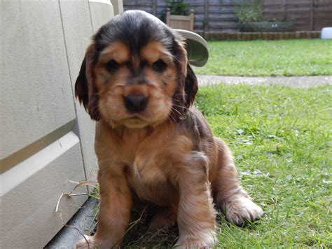 7 week old Black Sable Cocker Spaniel Ollie | Spaniel, Spaniel puppies ...