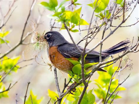 American Robin Nesting (All You Need To Know) | Birdfact