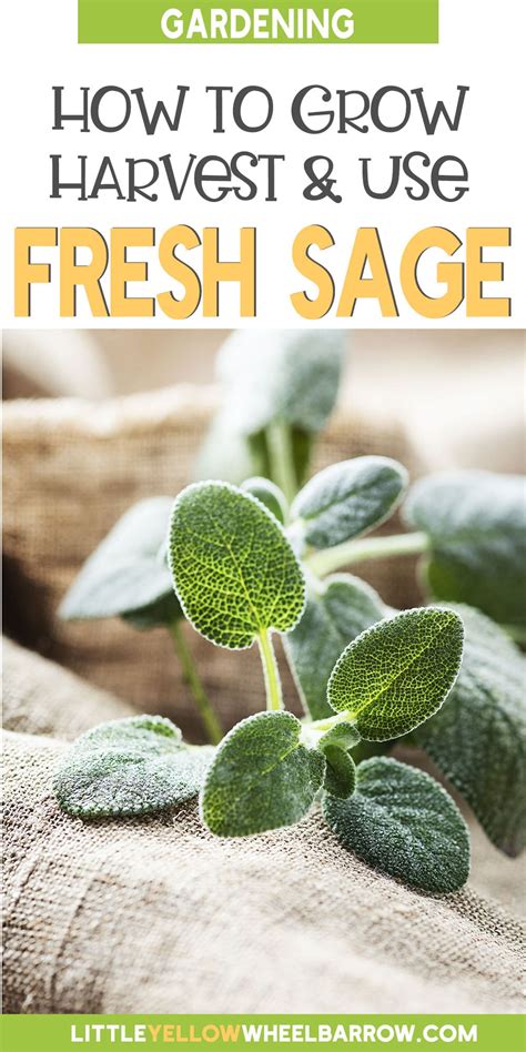 Sage Plants: How To Grow, Harvest & Use Them