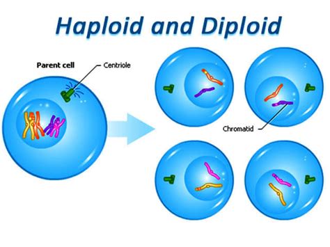 what are Haploid and Diploid cells?