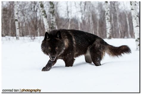 Werewolves are among us! | Wolf hybrid, Wolf dog, Timber wolf