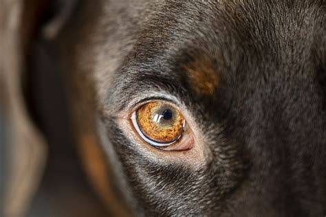 Dog Eye Infection: Causes and Treatments – Cooper Pet Care