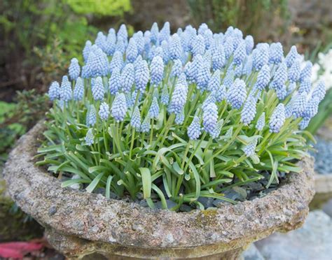 How to Grow Grape Hyacinth | Garden Design