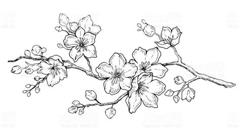 Sketsa Gambar Bunga Sakura Hitam Putih - IMAGESEE