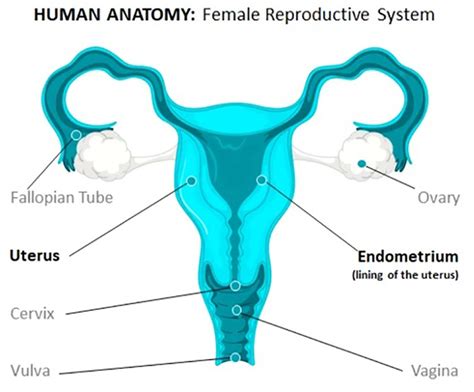 Know the symptoms of gynaecological cancer, take care of your health