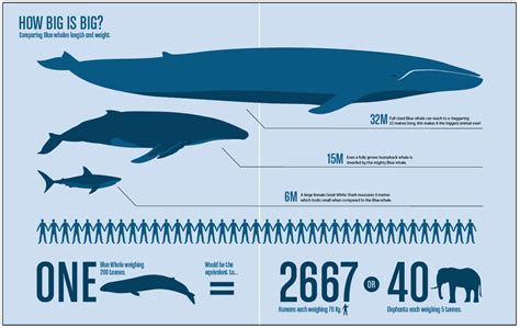 Epic Footage Records Blue Whale 5km Off WA Coast | So Perth