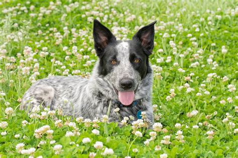 Are Border Collie Blue Heelers Good With Kids