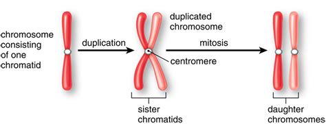 chromatid-and-chromosomes - Study Solutions