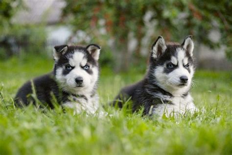 Siberian Husky Dogs