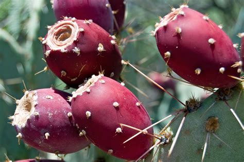 Prickly Pear Cactus Fruit | Flickr - Photo Sharing!