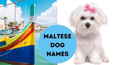 Maltese Dog Names - Names from Malta for Your Maltese or Malshi (2023)