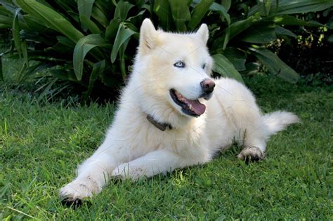 Pure White Siberian Husky Dog with | Husky dogs, Siberian husky dog ...