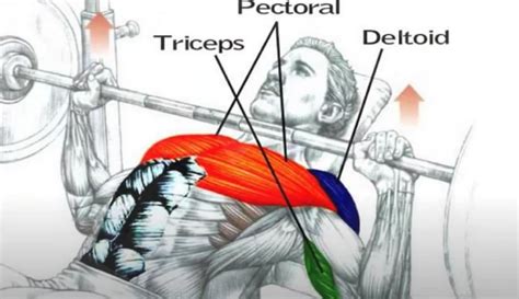 Bench Press Muscles Worked: Incline vs Decline (Why Dumbbell Is Even ...