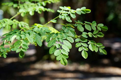 Moringa oleifera - Post - Blog da Plantei