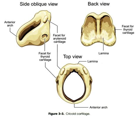 Cricoid Cartilage | Human body anatomy