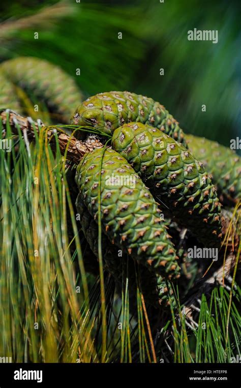 Cones on coniferous evergreen trees Stock Photo - Alamy