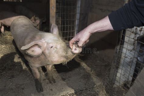 Pig breeding in a pigsty stock photo. Image of agribusiness - 215366422