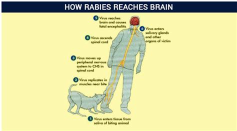 Rabies In Humans Symptoms