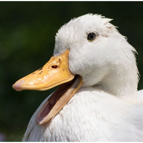 Pekin Duck - The Most Popular Duck of All - Pampered Chicken Mama ...