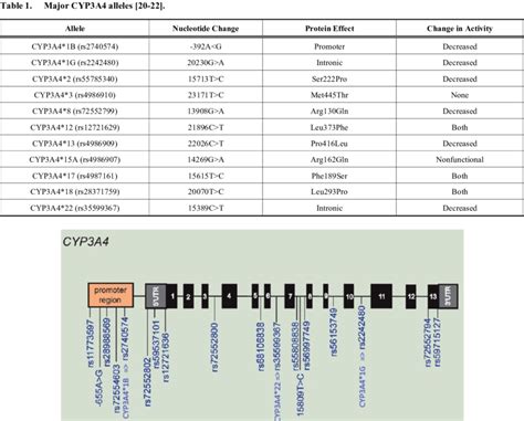 Different CYP3A4 alleles [21]. | Download Scientific Diagram