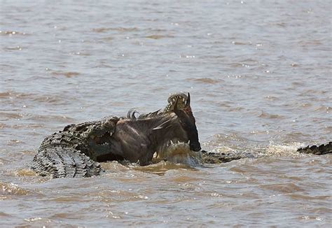 Lake Turkana, Masai Mara (Kenya) – Sept 2009 – Wildencounters