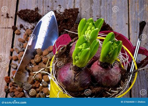 Planting Hyacinth Bulbs stock photo. Image of botany - 37664600