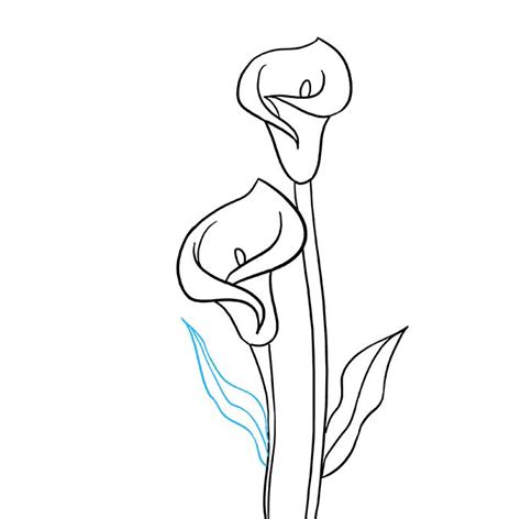 How To Draw A Calla Lily Really Easy Drawing Tutorial - 680x678 - png ...