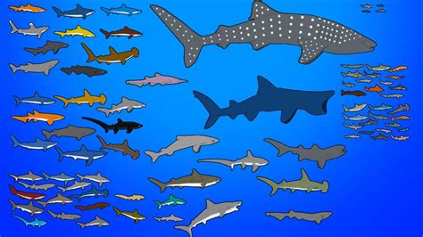 Whale Shark Size Chart