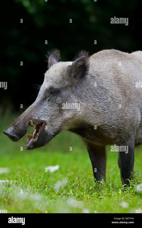 Wild pig wild boar tusks hi-res stock photography and images - Alamy