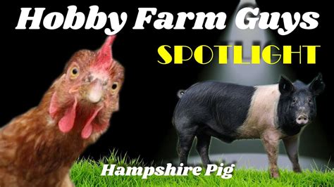 HFG Farm Animal Spotlight: Hampshire Pig - YouTube